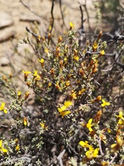 Oedera oppositifolia