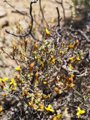 Oedera oppositifolia