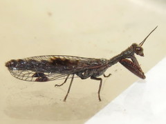 Theristria stigma