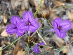 Thysanotus tenellus