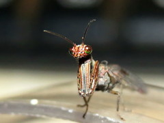 Theristria stigma