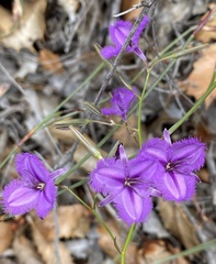Thysanotus tenellus