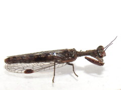 Theristria stigma