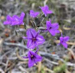 Thysanotus tenellus
