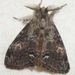 Douglas-fir Tussock Moth - Photo (c) Cat Chang, some rights reserved (CC BY-NC), uploaded by Cat Chang
