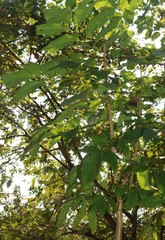 Schrebera swietenioides