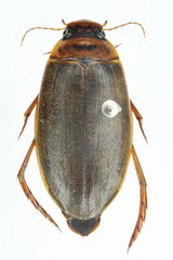Colymbetes striatus