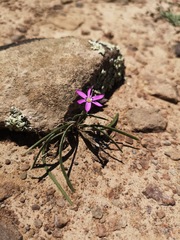 Romulea syringodeoflora