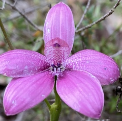 Elythranthera emarginata