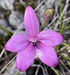 Elythranthera emarginata