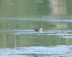 Podilymbus podiceps