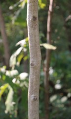 Schrebera swietenioides