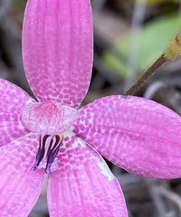 Elythranthera emarginata