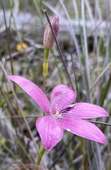 Elythranthera emarginata