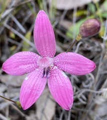 Elythranthera emarginata