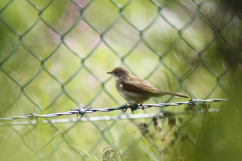 Curruca communis