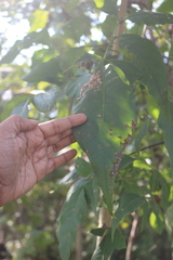 Schrebera swietenioides