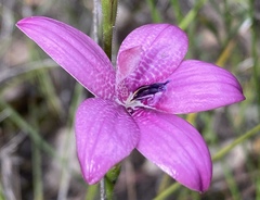 Elythranthera emarginata