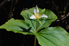 Trillium ovatum ovatum