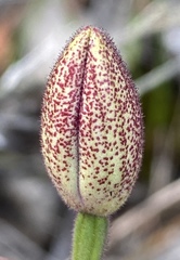 Elythranthera emarginata