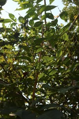 Schrebera swietenioides