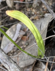 Elythranthera emarginata