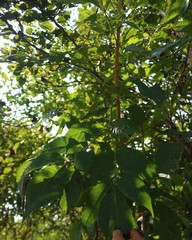 Schrebera swietenioides