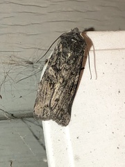 Lithophane laticinerea