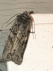 Lithophane laticinerea