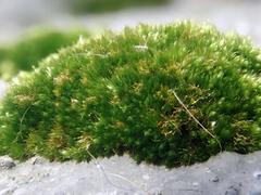 Bryum radiculosum