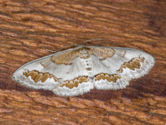Dithalama cosmospila