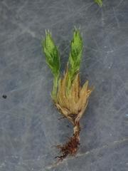 Bryum radiculosum