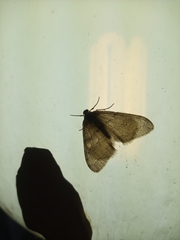 Operophtera relegata