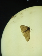 Operophtera relegata