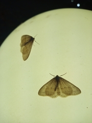 Operophtera relegata