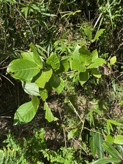 Neonauclea reticulata