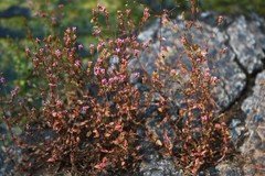 Rotala serpyllifolia