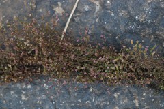 Rotala serpyllifolia