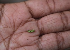 Rotala serpyllifolia