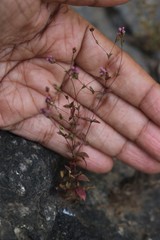 Rotala serpyllifolia