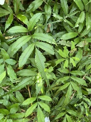 Bolbitis heteroclita