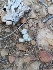 Galeomma oculus-cati