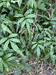 Bolbitis heteroclita