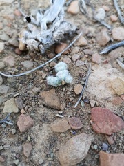 Galeomma oculus-cati