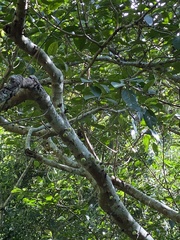 Ficus variegata garciae