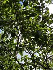 Ficus variegata garciae