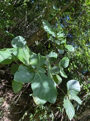 Neonauclea reticulata