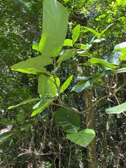 Neonauclea reticulata