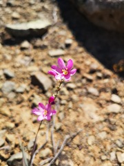 Ixia trifolia