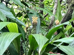 Calanthe formosana